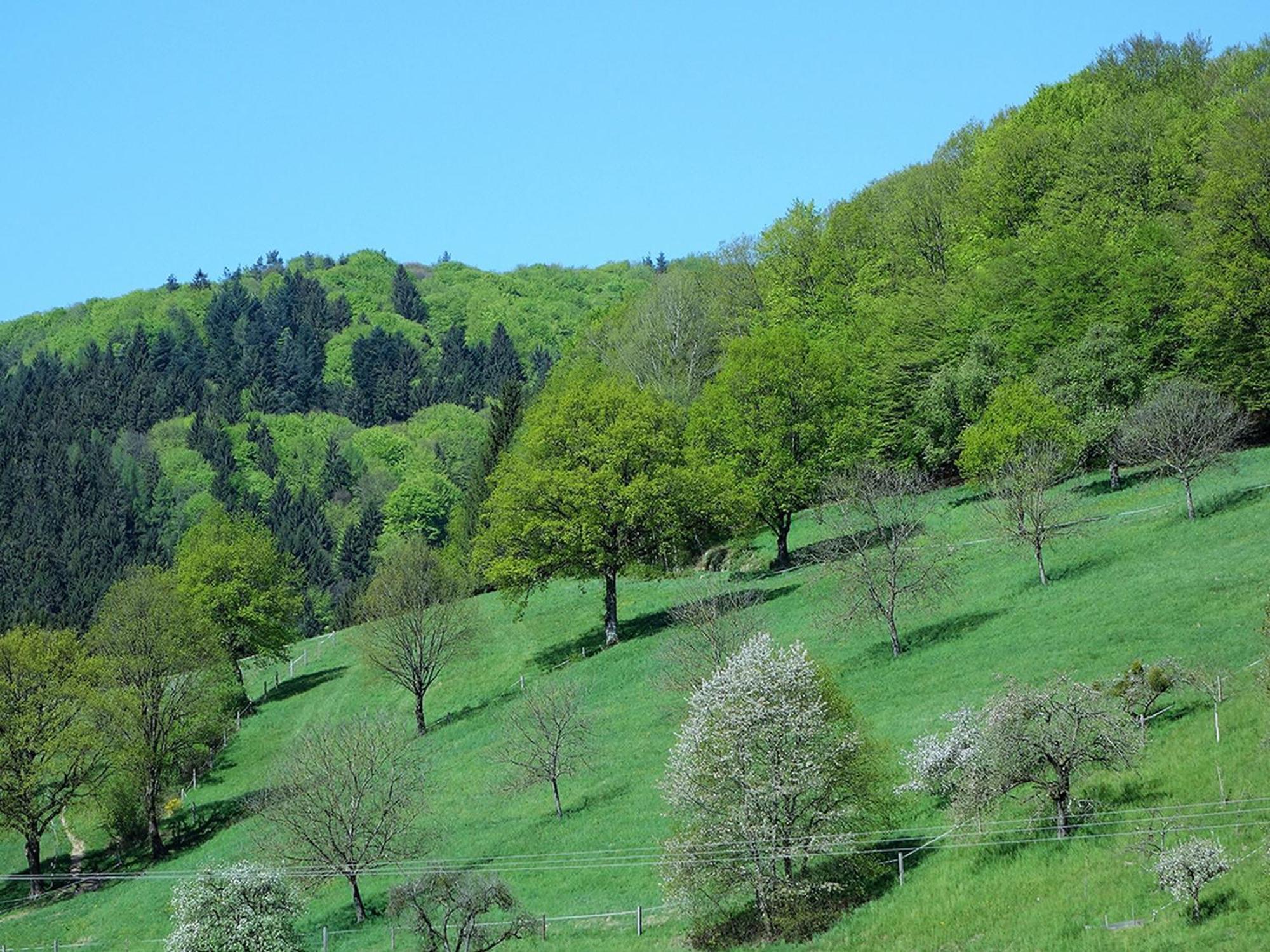Ferienwohnungen Braun Seelbach  Dış mekan fotoğraf
